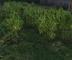 Akce Forrest