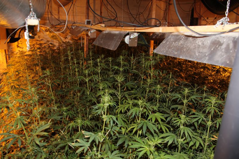 Blučina_marihuana  (3).JPG