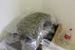 Blučina_marihuana  (9)