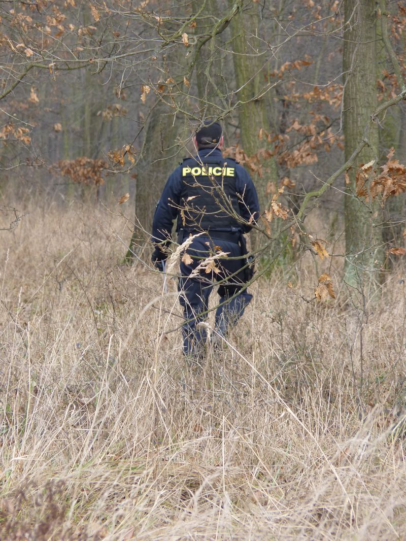 Boří les_6.JPG