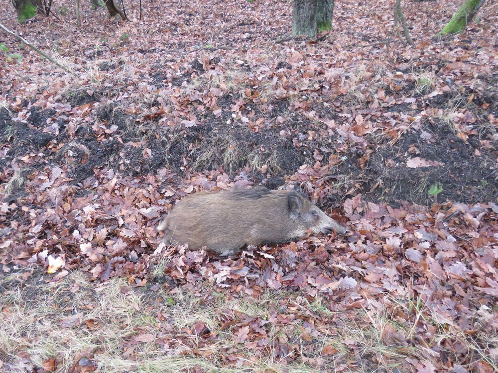 DN Žárovice