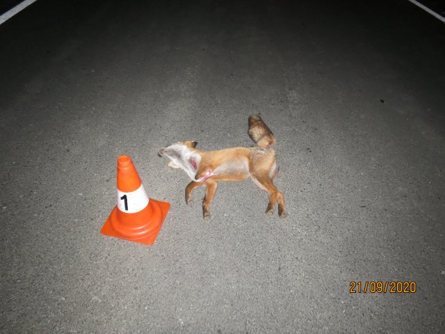DN - lesní zvěř