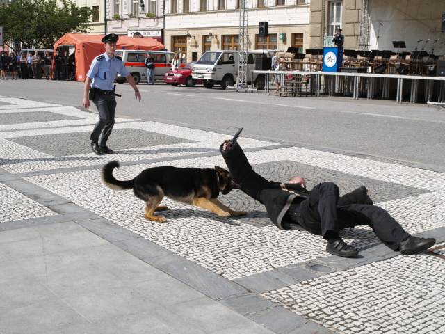 Den Policie