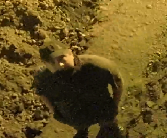 Fotografie podezřelého z kamerového záznamu.png