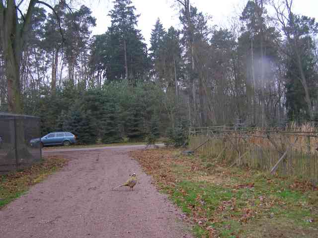Hon 2010 - foto č. 2
