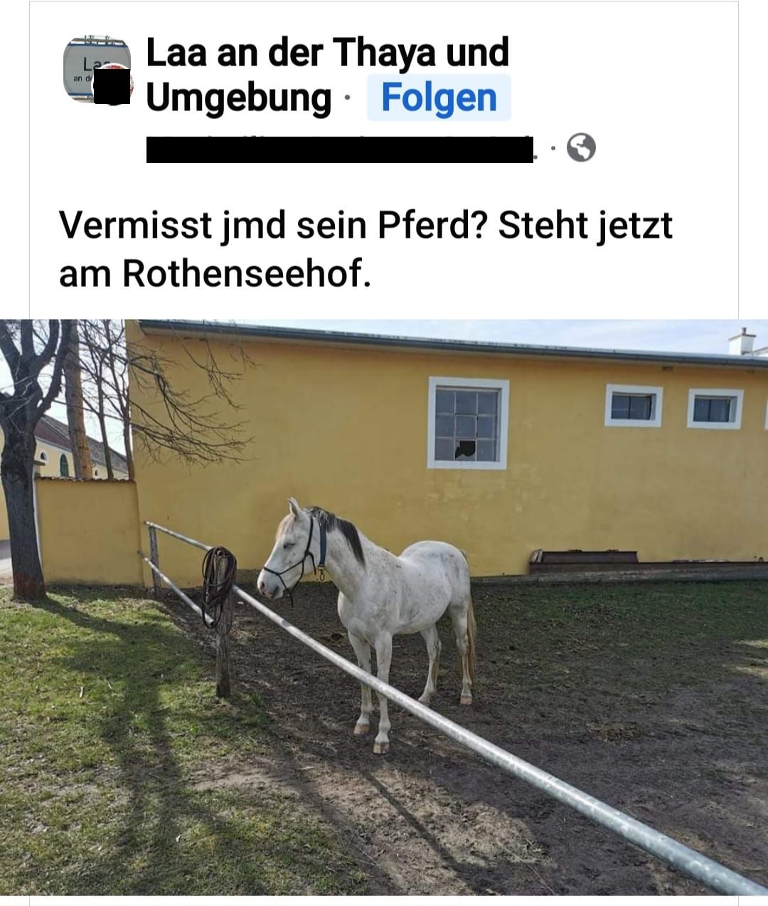 Koník.jpg