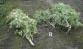 Marihuana