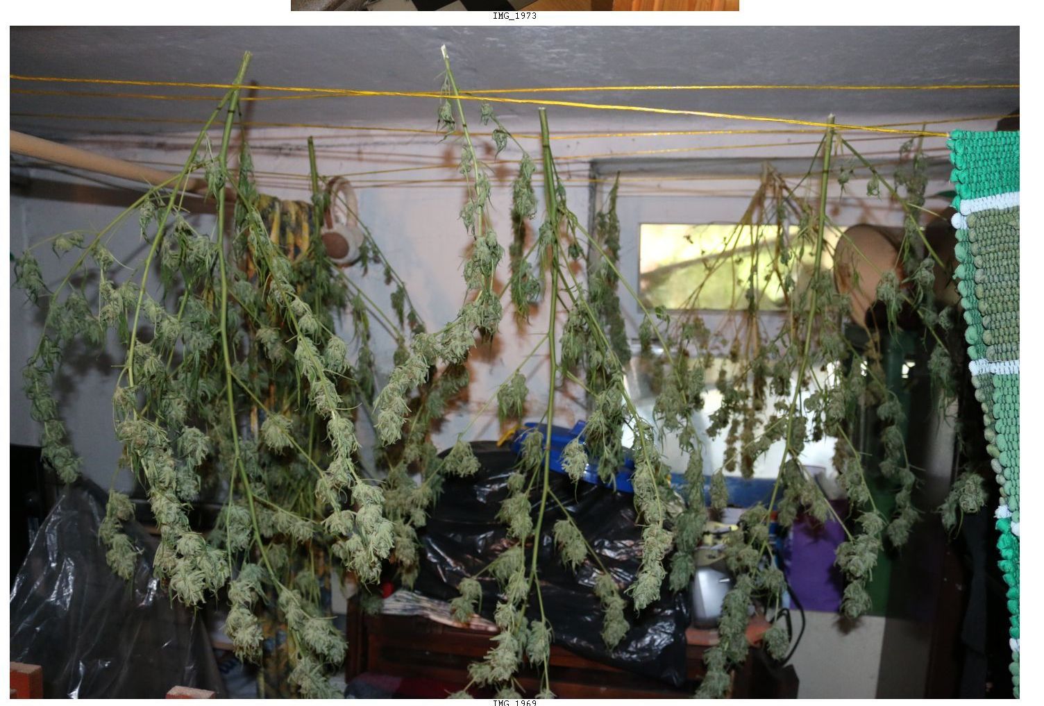 Marihuana