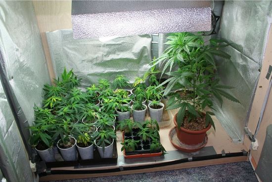 Marihuana