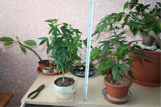 Marihuana
