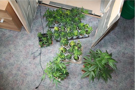 Marihuana