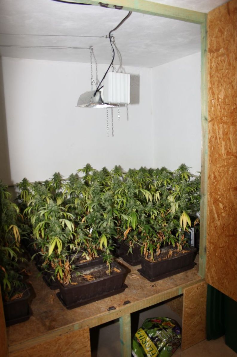 Marihuana 2.jpg
