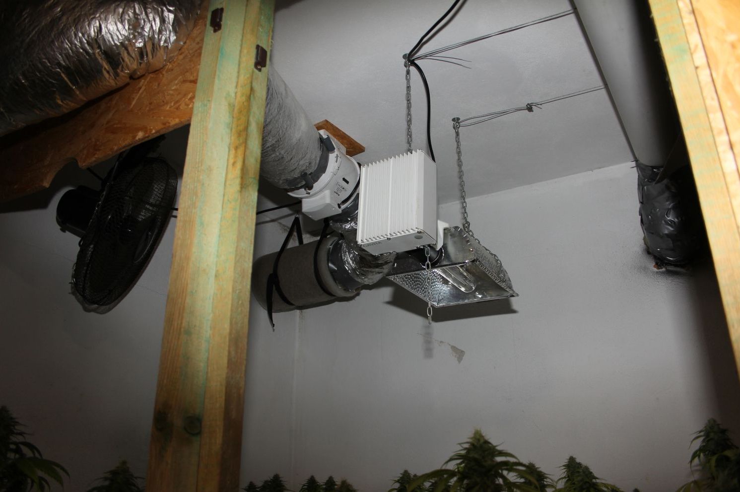 Marihuana 3.jpg