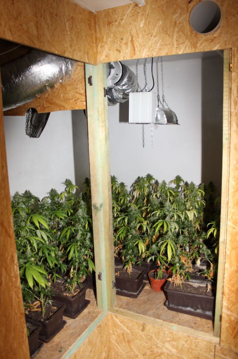 Marihuana 7.jpg