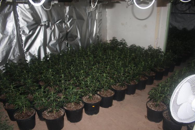 Marihuana Modlany
