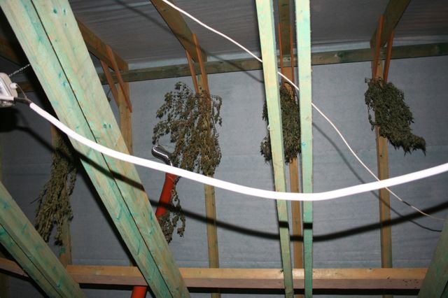 Marihuana Vyskov1.JPG
