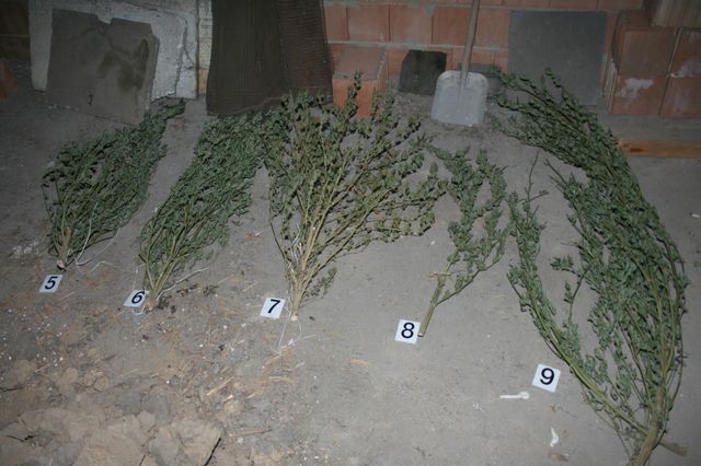 Marihuana Vyškov2.jpg