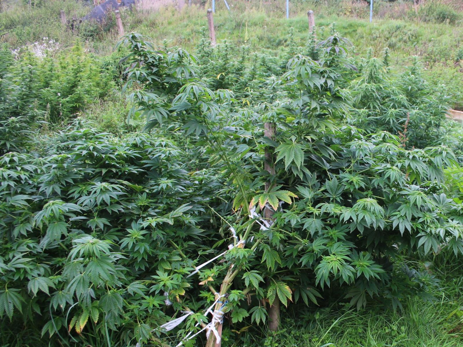 Marihuana7