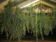 Marihuana_6