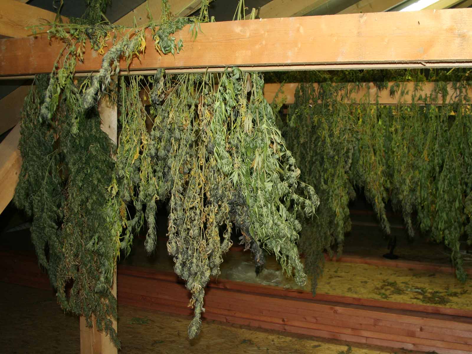 Marihuana_7.jpg