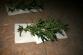 Marihuana_Modřice (8)