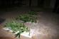 Marihuana_Modřice (9)
