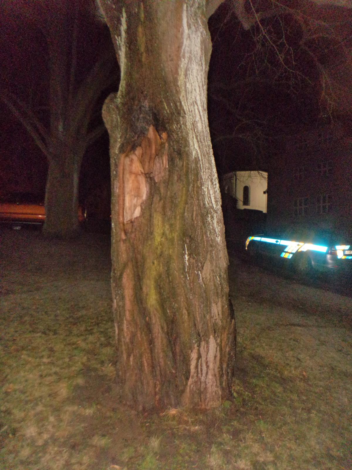 Ohořelá lípa