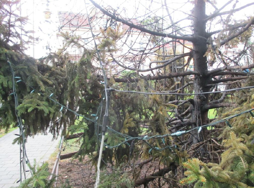 Ohořelý strom