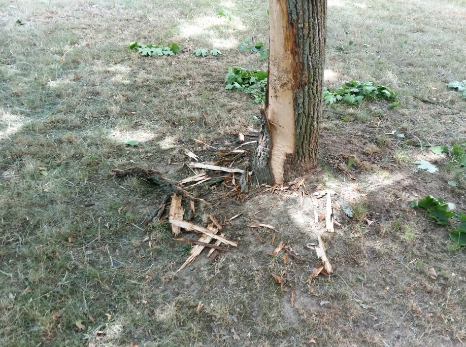 Poničený strom.jpg
