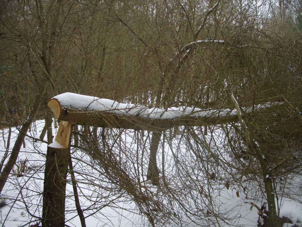 Poškození stromů