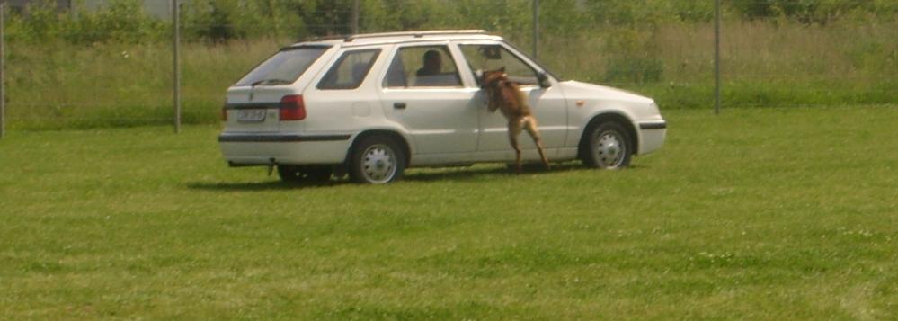 Psovodi III