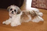 Shih-tzu