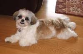 Shih-tzu