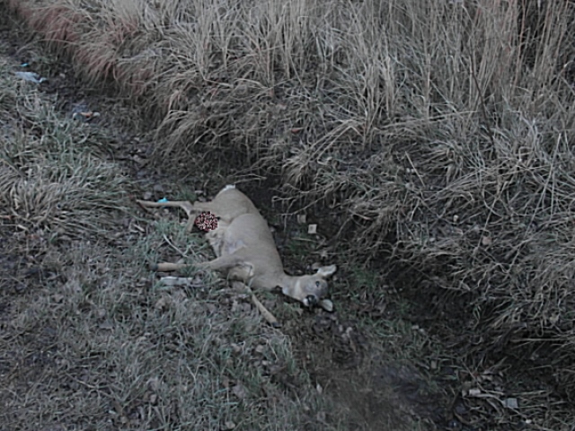Střet se zvěří 8.3.2016