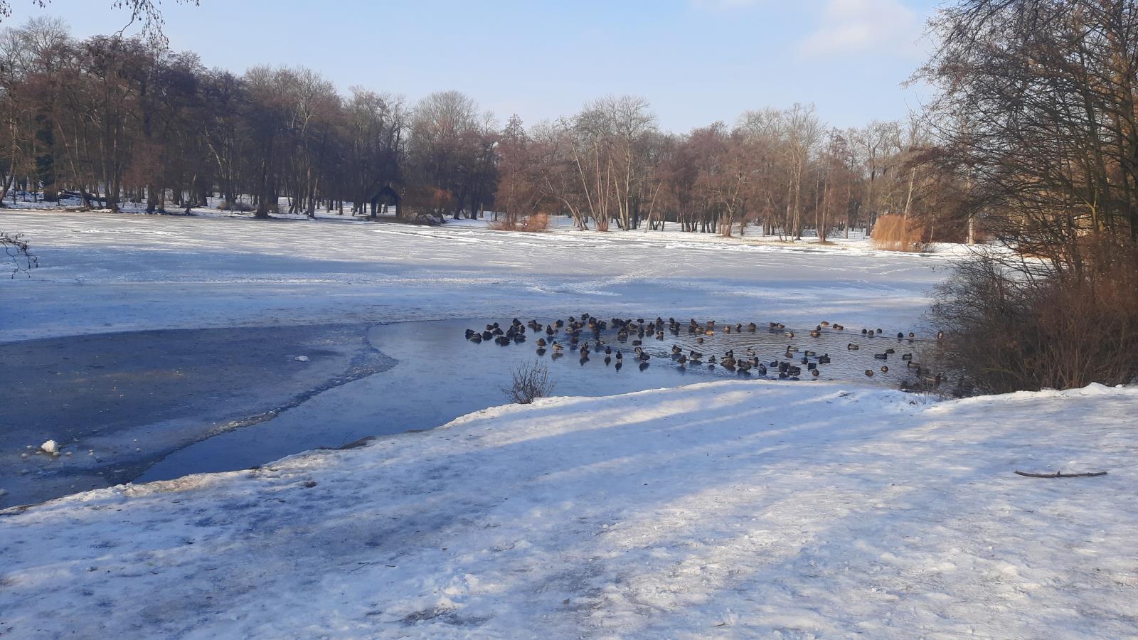 Teplice - Zámecký rybník