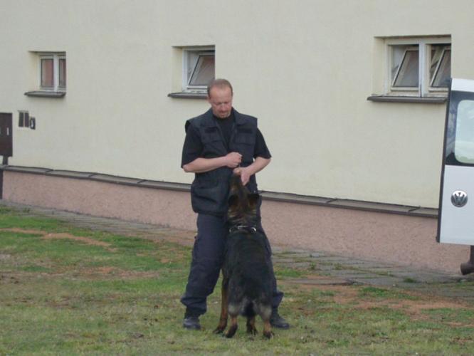 Výcvik služebních psů