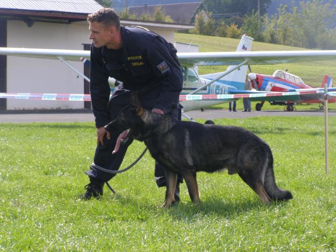 Výcvik služebních psů
