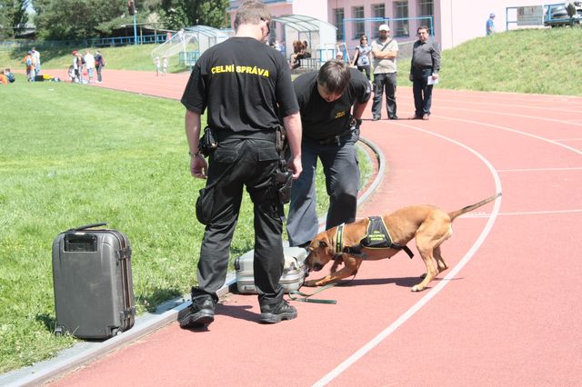Vyhledávání drog psy celní správy.jpg