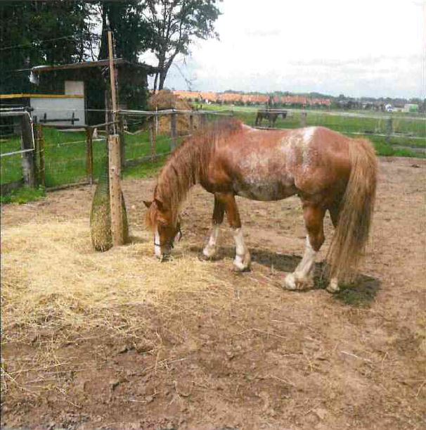 Welsh Pony.JPG