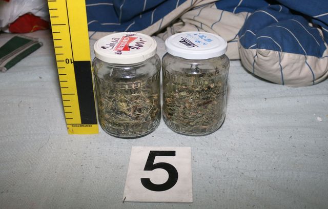 Zajištěná marihuana.JPG