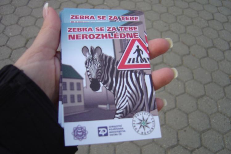 Zebra v Litomyšli