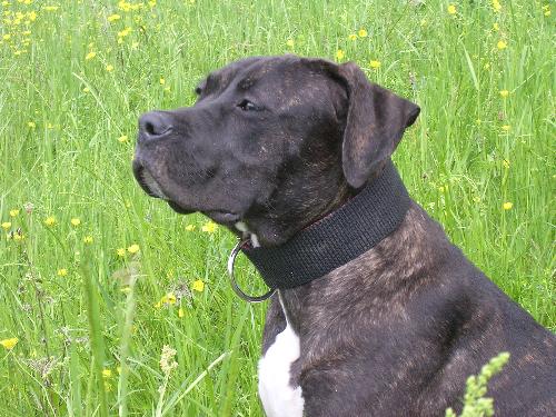 bandog
