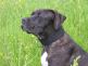 bandog