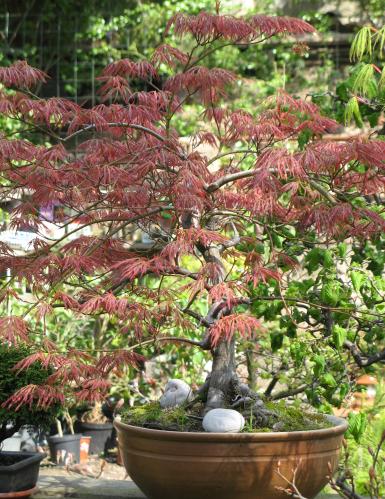 bonsai10.jpg