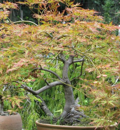 bonsai11.jpg
