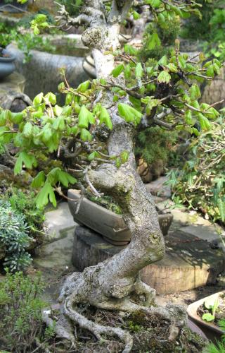 bonsai12.jpg