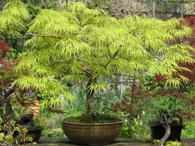 bonsai13.jpg