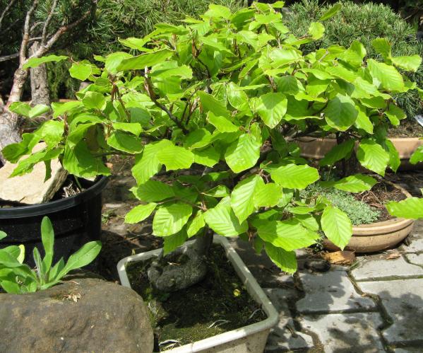 bonsai16.jpg