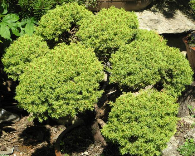 bonsai2.jpg