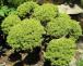 bonsai2